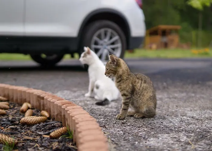Studienky Lodge Oravsky Biely Potok